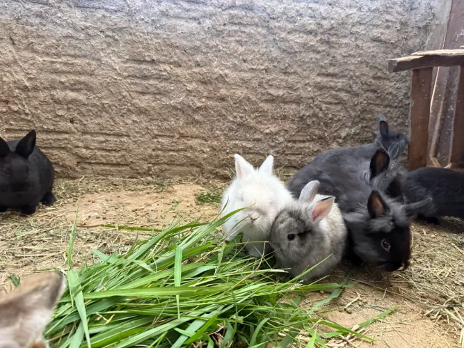 Vende se coelhos