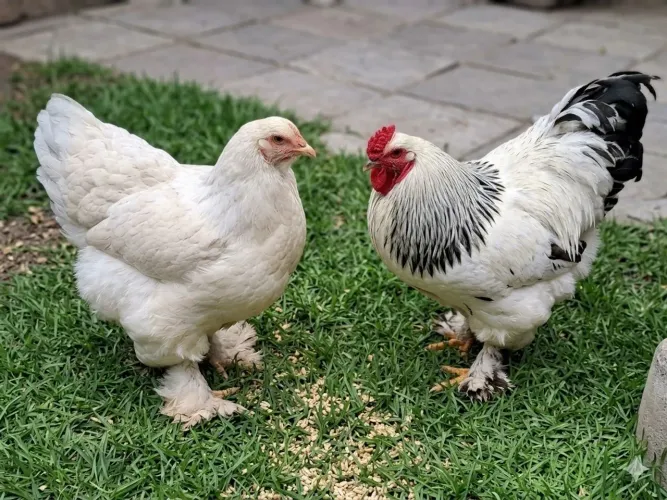 CASAL DE GALINHA BRAHMA