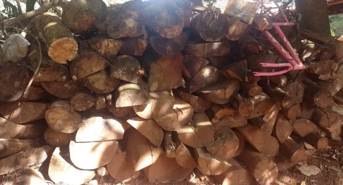 Vendo madeira  Eucalipto 