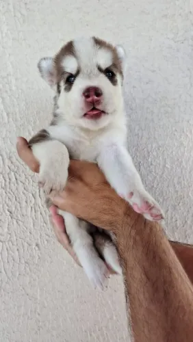 Filhotes de husky siberiano