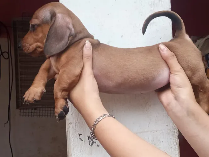 Daschund 