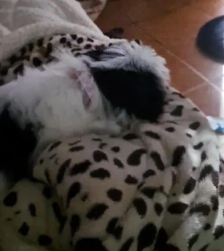 Vendo Shitzu macho 65 dias vacinado primeira vacina
