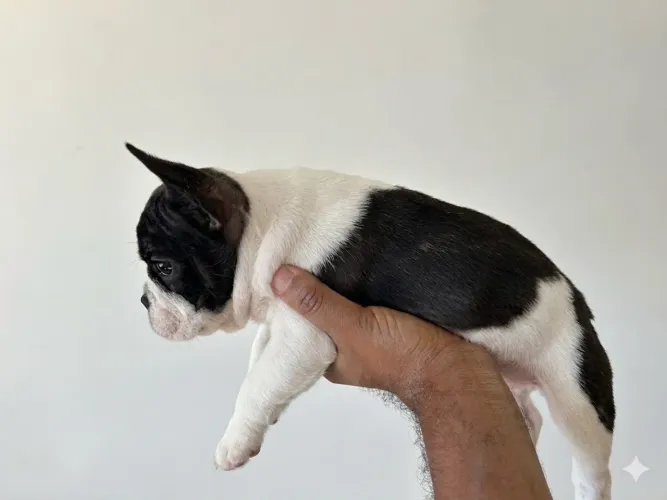 Filhote Bulldog Frances- Preto e Branco- Macho