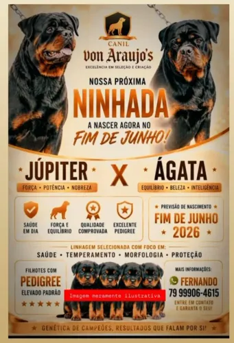 Rottweiler com Pedigree ( Super Ninhada )