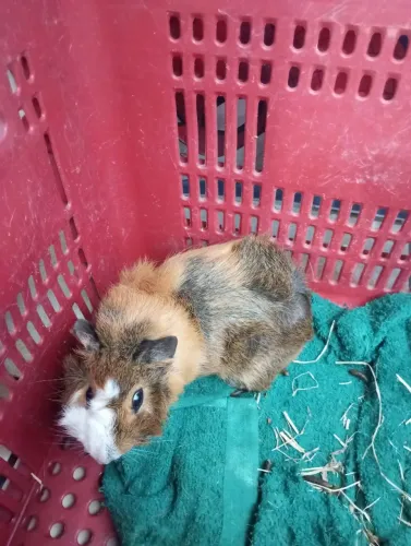 Doação Porquinho da índia 