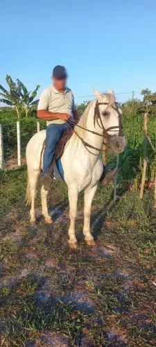 EXCELENTE CAVALO MANGALARGA MACHADOR PARA INICIANTES E MULHERES