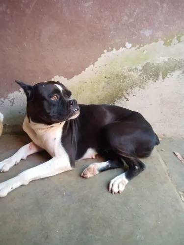 Casal do Bulldog