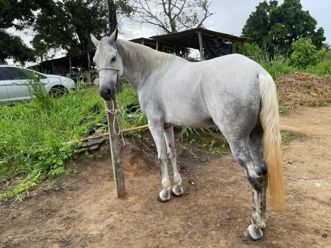 Cavalos disponíveis