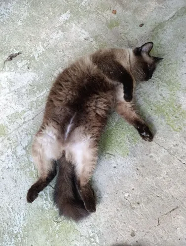 Gato siamês macho castrado 
