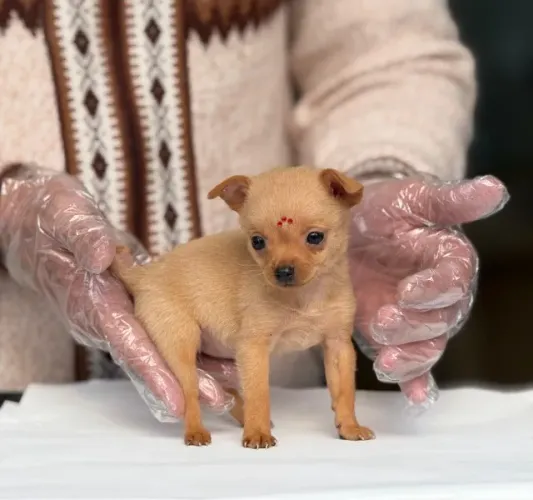 Sofisticação e carinho em filhotes de Pinscher com pedigree