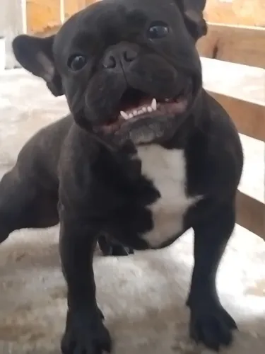 Cachorro