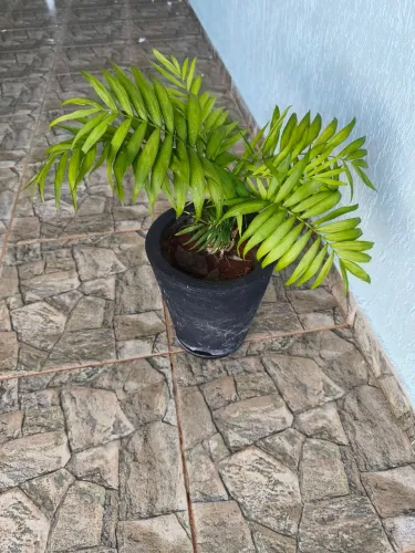 Plantas