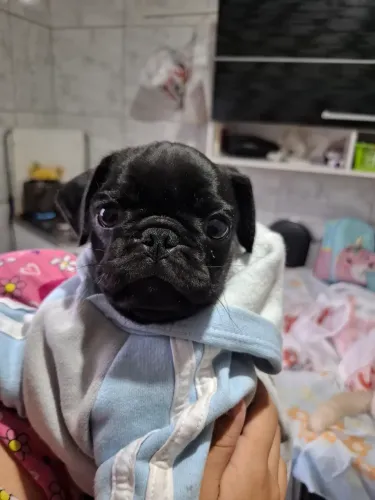Pug black
