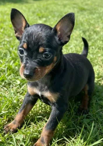 Pinscher Qualidade Premium