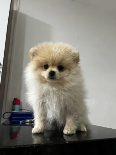 Spitz alemão Lulu da pomerania vai fazer 3 meses