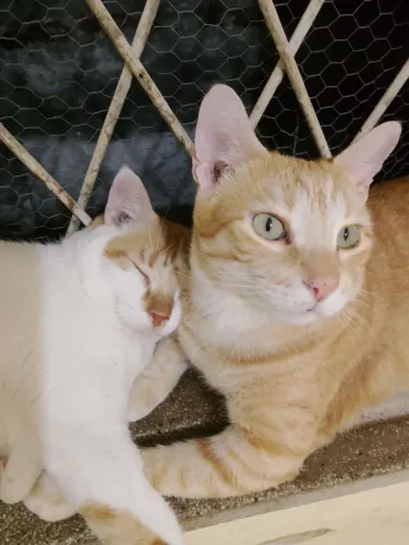 ADOÇÃO DE GATOS (AJUDO EM CUSTOS)