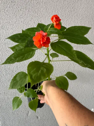 Muda Beijo laranja dobrado