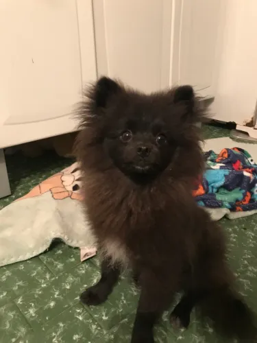 Spitz Alemão Macho Anão