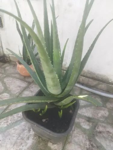 Babosa