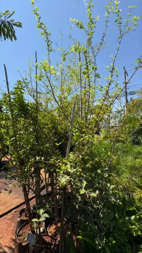 Muda de Acerola