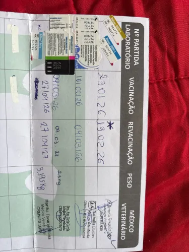 Linda Filhote de Maltês Fêmea Raça Pura - Totalmente Vacinada e Com Microchip