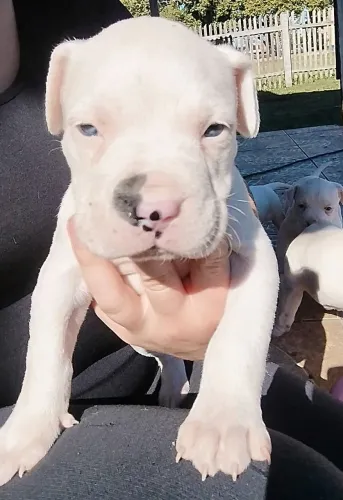 Filhote de Dogo Argentino Puro