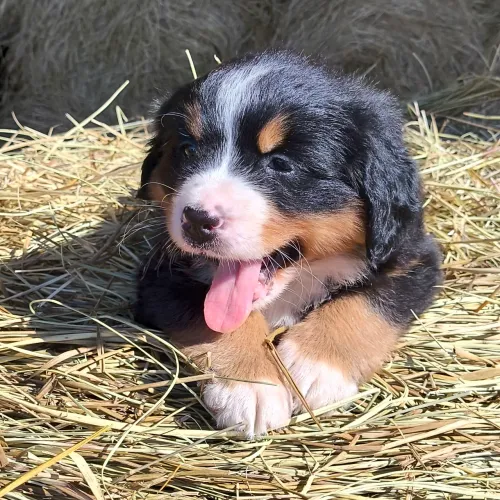 BERNESE MOUTAIN Fêmea Alto Padrão 