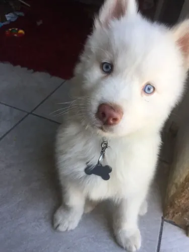 Filhote - Husky siberiano disponível
