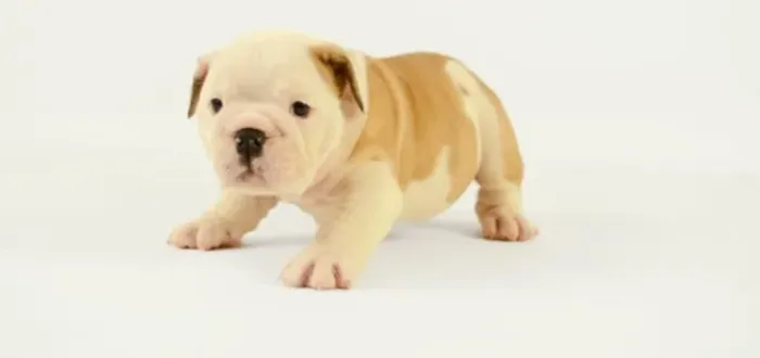 Bulldog Inglês,Bulldog Inglês Filhote Top Padrão da Raça