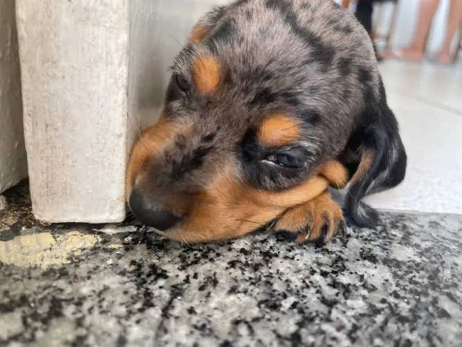 Dachshund Reserva de Filhote
