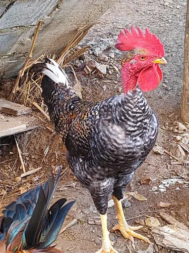 Frango caipira