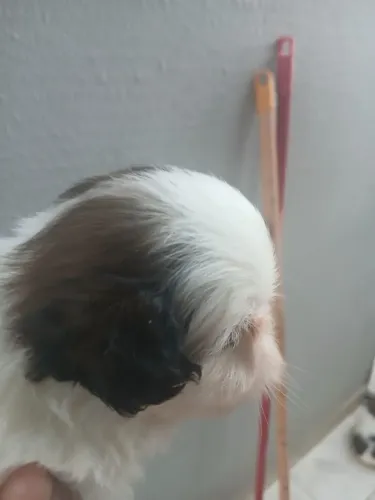 FILHOTE DE SHIH-TZU MACHO DESPONIVEL...
