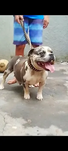 American Bully fêmea 2 anos triblue merle