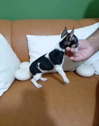 Pinscher fofinho demais 