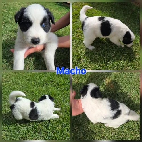 Border Collie