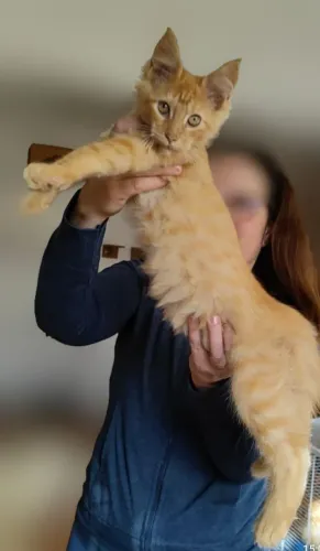Filhotes de Maine Coons
