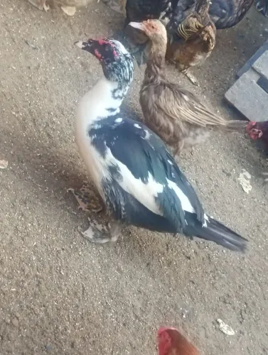 Pato