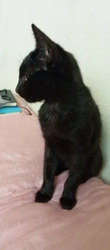 Gato preto para doação