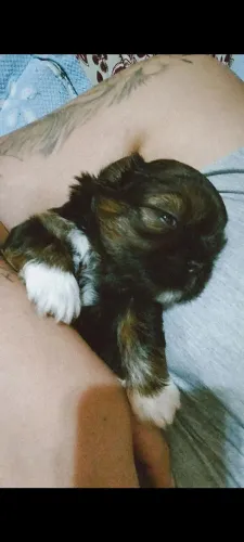 Shitzu