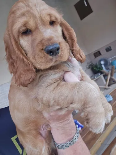 Cocker adoção 