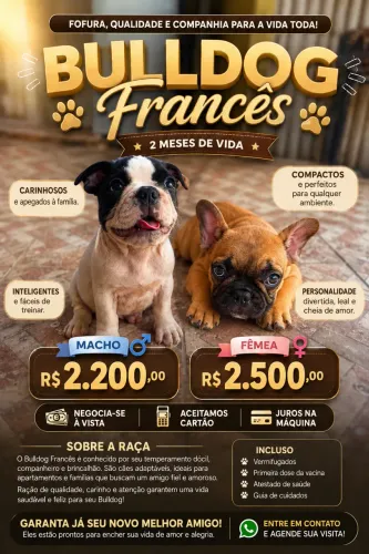 Buldogue francês 