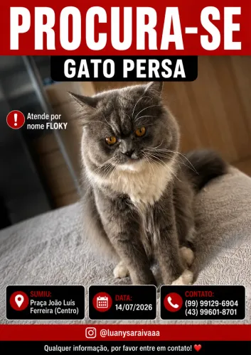 Procura-Se essa gato persa