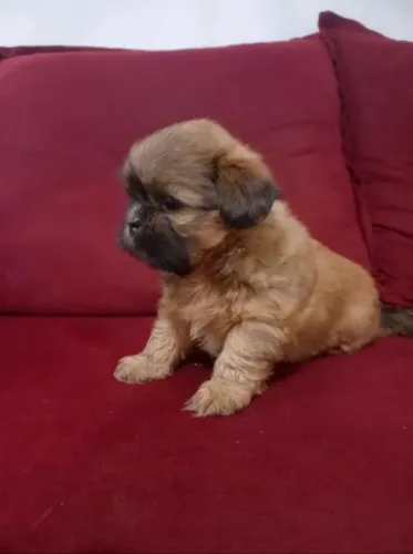 Shih tzu mini fêmea macho 450 fêmea 699 pronto entrega 