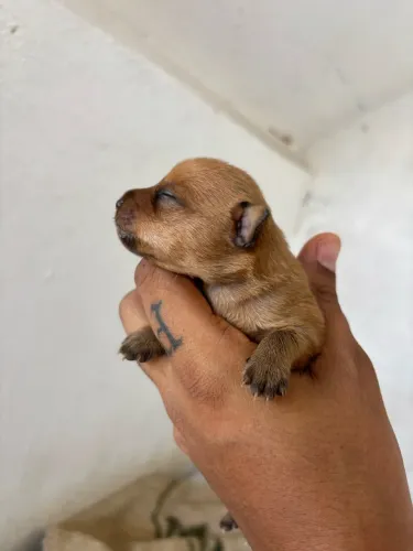 Pinsher recém nascidos n1 (mini )