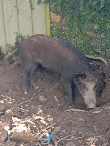 Porco