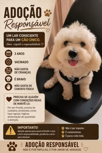 Poodle x Lhasa Apso