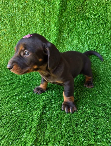 Dachshund BLACK E TAN - famoso salsicha