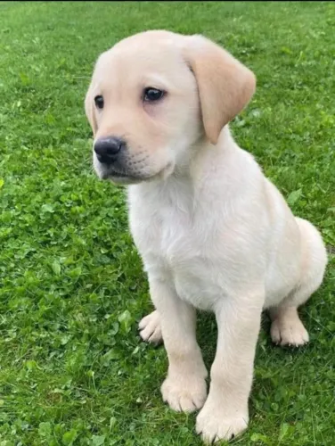 Filhotes de Golden Retriever | Personalidade encantadora.