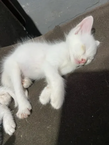 Gatinhos para doação! 