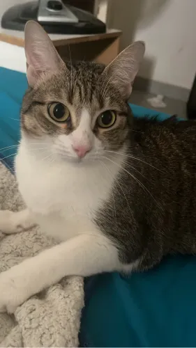 Gato fêmea castrada DOAÇÃO 